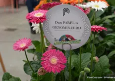 Dan een aantal producten van Florist Holland/HilverdaFlorist. Als allereerst natuurlijk de Garvinea. Het is echt gerbera voor in de tuin en dit soort, dat onder de naam Classie Femmy gaat is de eerste met een dubbele bloem in de Garvinea serie.
